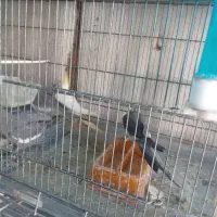 فروش فوری|پرنده|آبگرم, |دیوار