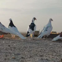 کفتر|پرنده|نصر آباد, |دیوار