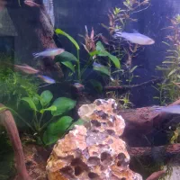 آکواریوم  ریملس پلنت و ماهی