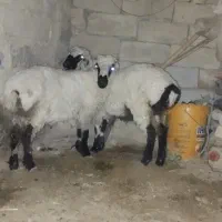 بره نرو ماده