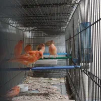 قناری جوجه و بالغ نژادهای مختلف