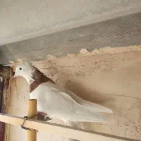 کبوتر شاهین شهر|پرنده|شاهینشهر, حاجی آباد|دیوار