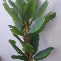 درخچه|گل مصنوعی|اهواز, سیاحی(سه راه خرمشهر)|دیوار