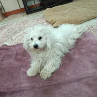 سک خانگ ترید|سگ|پاکدشت, حصار امیر|دیوار