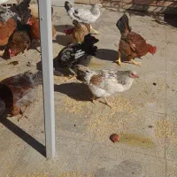 مرغ وخروس|حیوانات مزرعه|فاضل آباد, |دیوار