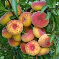 فروش نهال گردو پکان، کیفیت درجه یک با قیمت مناسب|خدمات باغبانی و درختکاری|رشت, حسین آباد|دیوار