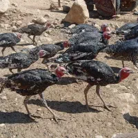 بوقلمون سالم وسرحال|پرنده|سیروان, |دیوار