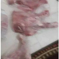 گوساله ۳ماه شیری