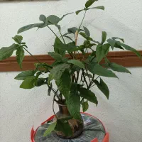 گلدون طبیعی
