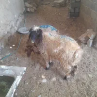 بره داشت