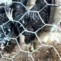 تخم نطفه دار مرغ های گلین درجه یک