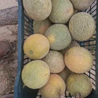 ملون خربزه طالبی