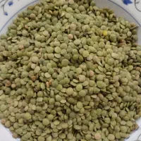 عدس تازه مغان امسالی