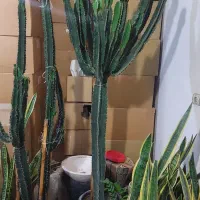 گل،کاکتوس ،افوربیا  قد ۲مترو بیست سانت