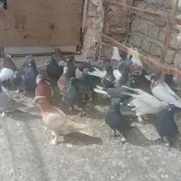 کبوتر رنگی|پرنده|قم, یزدان‌شهر|دیوار