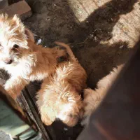 سگ شیتزو اماده تربیت