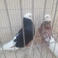 جفت پلنگ