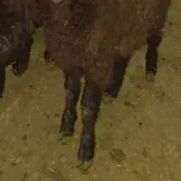 گوسفند کشتی