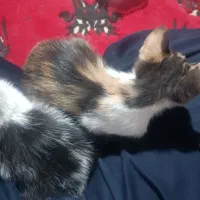 واگذاری گربه