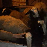 میش وبره|حیوانات مزرعه|اسفرورین, |دیوار