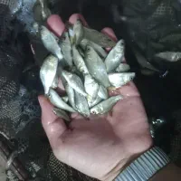 بچه ماهی کپور