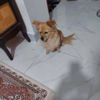 لوسی|سگ|یاسوج, |دیوار