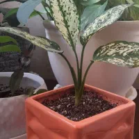 گلهای بسیار شاداب و زیبا|گل و گیاه طبیعی|پرند, فاز ۴|دیوار