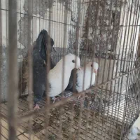 سرسفید|پرنده|رفسنجان, |دیوار