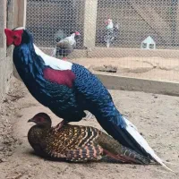 پرنده زینتی