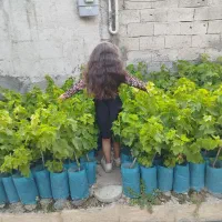 نهال انگور