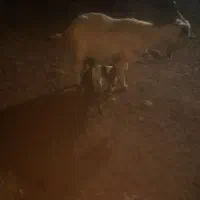 یک عدد بز زاییده دو قلو|حیوانات مزرعه|سبزوار, قصبه غربی|دیوار