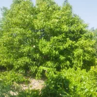 باغ-فروشی-شهرستان-ساوه-نوبران-روستایی-دربند