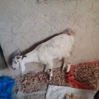 گوسفند فروشی|حیوانات مزرعه|سراوان, |دیوار