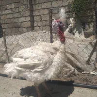 بوقلمون گوشتی
