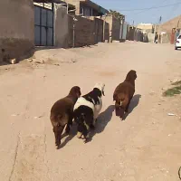 سه عدد بره ماده چاق چاق