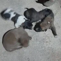 واگذاری سگ