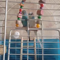 مرغ عشق|پرنده|تهران, عباسآباد|دیوار