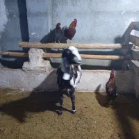 بز پاکستانی