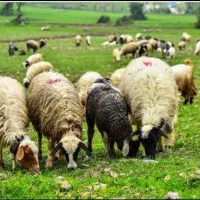 ارگانیک دام عرضه گوسفندکم شکم/پروار شده زنده|حیوانات مزرعه|تهران, تهران‌نو|دیوار