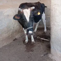 گاو ماده خارجی|حیوانات مزرعه|هیرمند, |دیوار