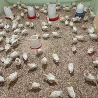 نیمچه بوقلمون