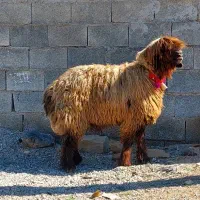 ۲راس میش سناتوری بختیاری