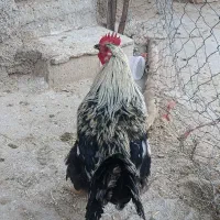 خروس چاغ|حیوانات مزرعه|فیروزآباد (لرستان), |دیوار