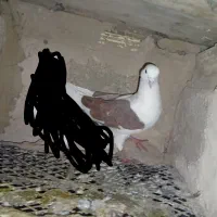 کبوتر پشتار