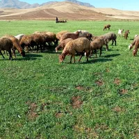 میش وبره|حیوانات مزرعه|سنقر, |دیوار