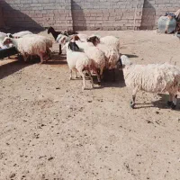 تعداد۲۰عدد میش جوان داشتی(آبستن و زاییده) ه