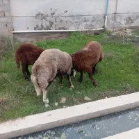 دوعددتوقلی|حیوانات مزرعه|سیمین شهر, |دیوار