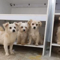 سگ گمشده پیدا کردین مژدگانی خوبی بهتون میدیم|حیوانات|صدرا-فارس, فاز ۲|دیوار