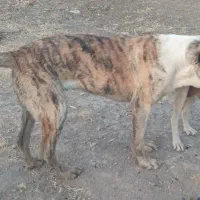 وگذاری ماده خراسانی