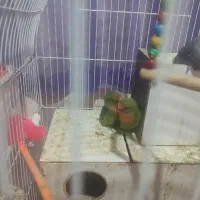 جفت کوتوله برزیلی خوش رنگ بامزه|پرنده|چناران, |دیوار